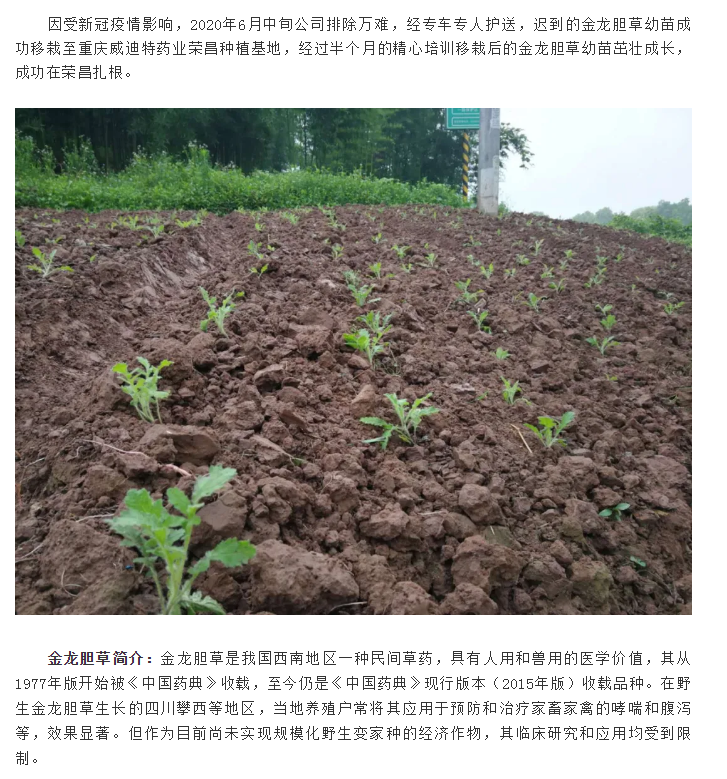 金龙胆草幼苗成功移栽至荣昌种植基地